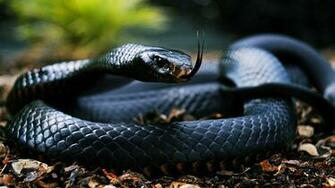 HD Wallpaper King Cobra Snake