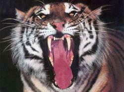 Big Mouth Wallpaper Thousands Of