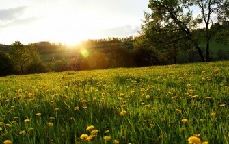 Wallpaper Flowers Fantastic Flower Field