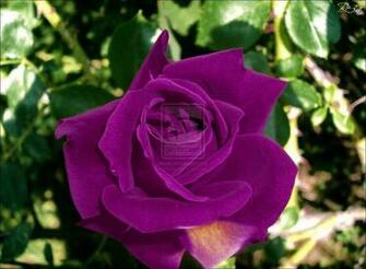Violet Rose Wallpaper