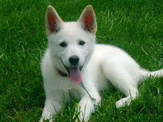 German Shepherd Puppy
