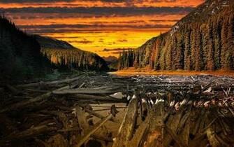 Logs In The River Wallpaper Nature