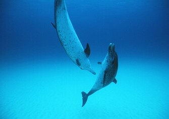 Dolphins Underwater Ultra Hq Wallpaper HD Res