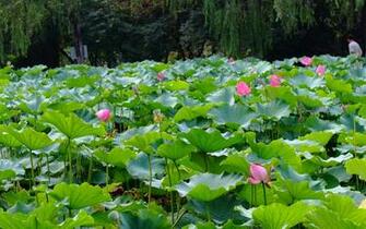 Rose Garden Of The Lotus Rebar Works Wallpaper HD