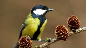 Birds Great Wallpaper Wallpoper