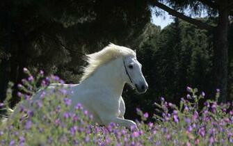Spring Horse Wallpaper HD Desktopinhq Net