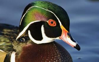 Male Wood Duck Wallpaper Stock Photos