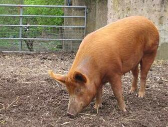 File Mudchute Farm Pig Side Jpg Wikipedia The Encyclopedia