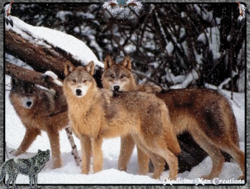 Animal Wolves Wolf Pack Photos Pictures Animals