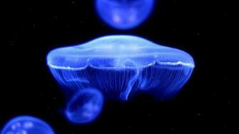 On August By Admin Comments Off Box Jellyfish Wallpaper