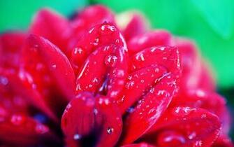 Red Flower With Water Drops Wallpaper