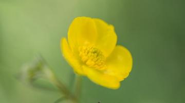 Desktop Wallpaper Yellow Buttercup Bloom Petals Flower HD