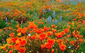 California Poppies Deedeeflower Wallpaper