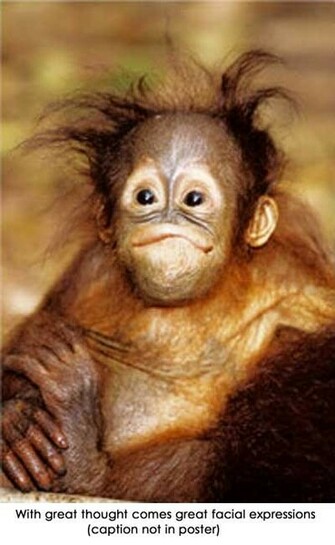 Funny Monkey Wallpaper Picture