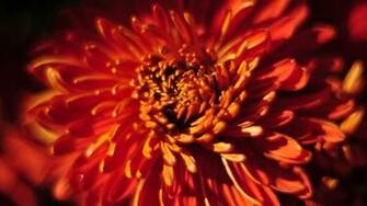 April Flower Wallpaper
