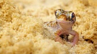 Gecko Wallpaper X Net