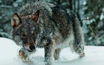Hipster Wolf Wallpaper