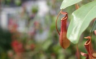 Pitcher Plant Flowers Pictures Wallpaper Red Roses