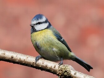 Blue Tit Wallpaper