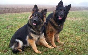 German Shepherd Computer Wallpaper Desktop Background