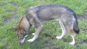 Hunting Tamaskan Dog Photo And Wallpaper Beautiful