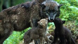 Wallpaper Wolf Pictures