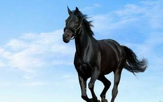 Dark Horse Wallpaper