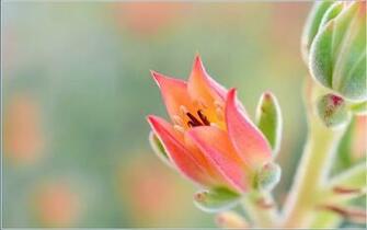 Phool Wallpaper Pictures