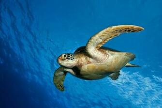 Ocean Animals Desktop Background HD Wallpaper Background