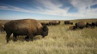 American Bison Wallpaper Background