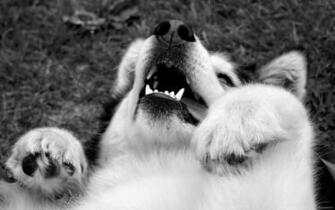 Alaskan Malamute Wallpaper