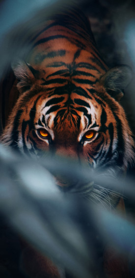 Tiger Face 4k Samsung Galaxy Note S9 S8 QHD HD Wallpaper