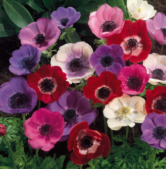 A Beautiful Anemone Flower In Bloom Wallpaper
