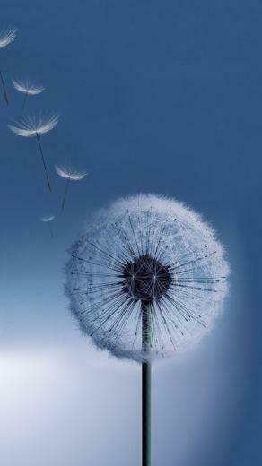 Dandelion Wallpaper Of Samsung Galaxy S3 Characterized