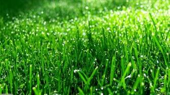 Green Grass Wallpaper Open Walls