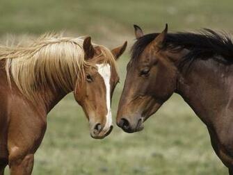 Horse Wallpaper Pictures Of Animal Photo