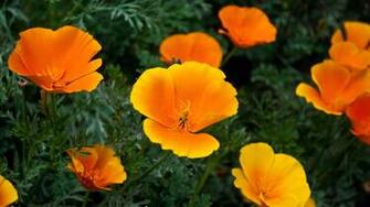 Orange Flowers Wallpaper HD