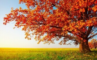 Big Autumn Tree Wallpaper