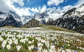 Spring In The Alps HD