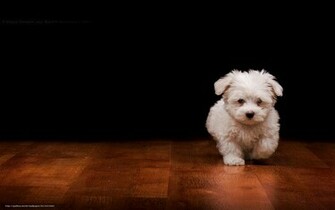 Wallpaper Puppy Fluffy Sex Desktop In The