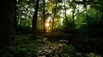 Overgrown HD Wallpaper Background Image Id