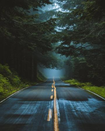 Road Trees Forest Wet Mist Nature Portrait Display Vertical