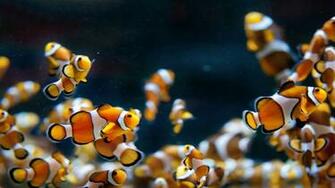 Wallpaper Many Clownfish X Full HD