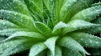 Aloe Vera Close Up Barbaras HD Wallpaper