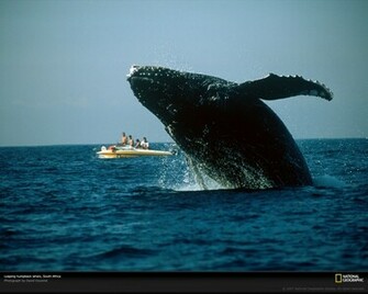 Humpback Whale Photo Of The Day Picture Photography Wallpaper