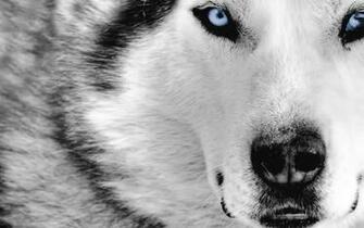 Mystic Wolf Wallpaper
