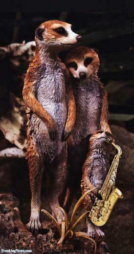 Meerkat Playing Saxophone Pc Android iPhone And iPad Wallpaper
