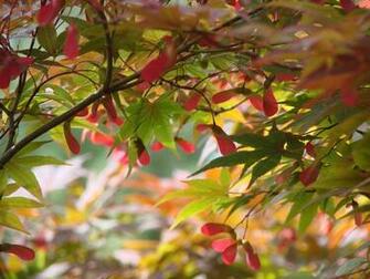Japanese Maple Trees Wallpaper