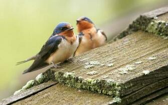 Cute Birds In Summer Wallpaper