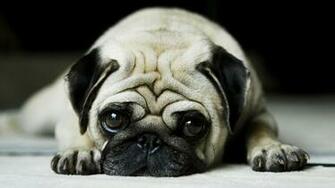 Pug Wallpaper HD